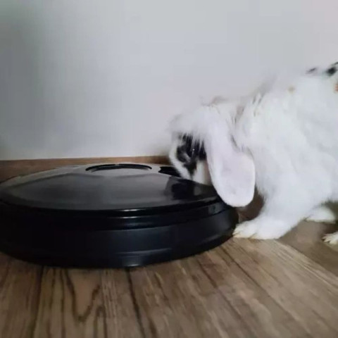 Дозатор корму для домашніх тварин Purlov