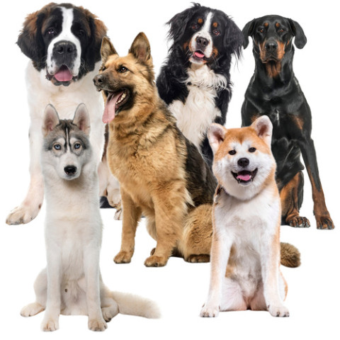 Охолодний килимок для тварин 110x70см Purlov 25536