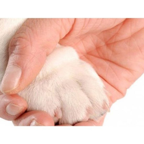 Когтерезы-ножницы для стрижки когтей для собак и кошек